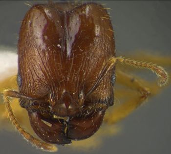Media type: image;   Entomology 35179 Aspect: head frontal view